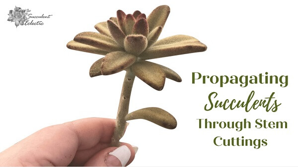 Propagating succulents through stem cuttings