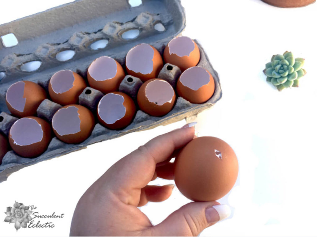 add drainage hole to prepare eggshell for planting