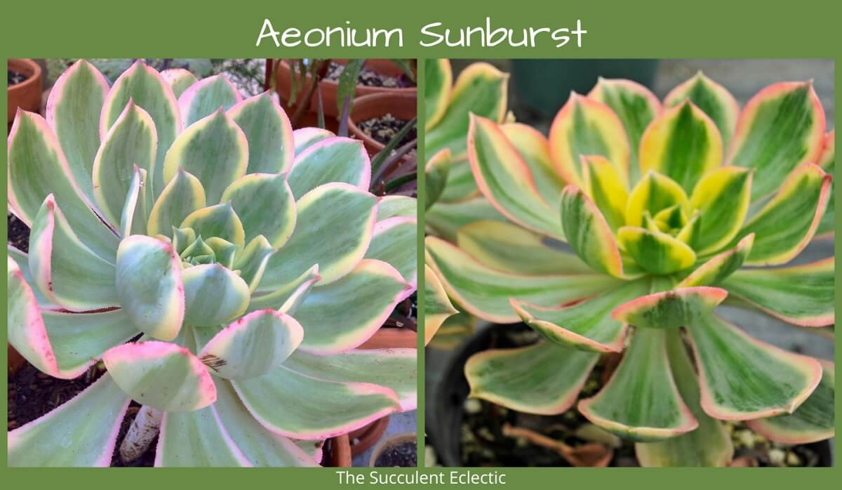 How to Make Succulents Change Color? (& Why You Should) | The Succulent ...