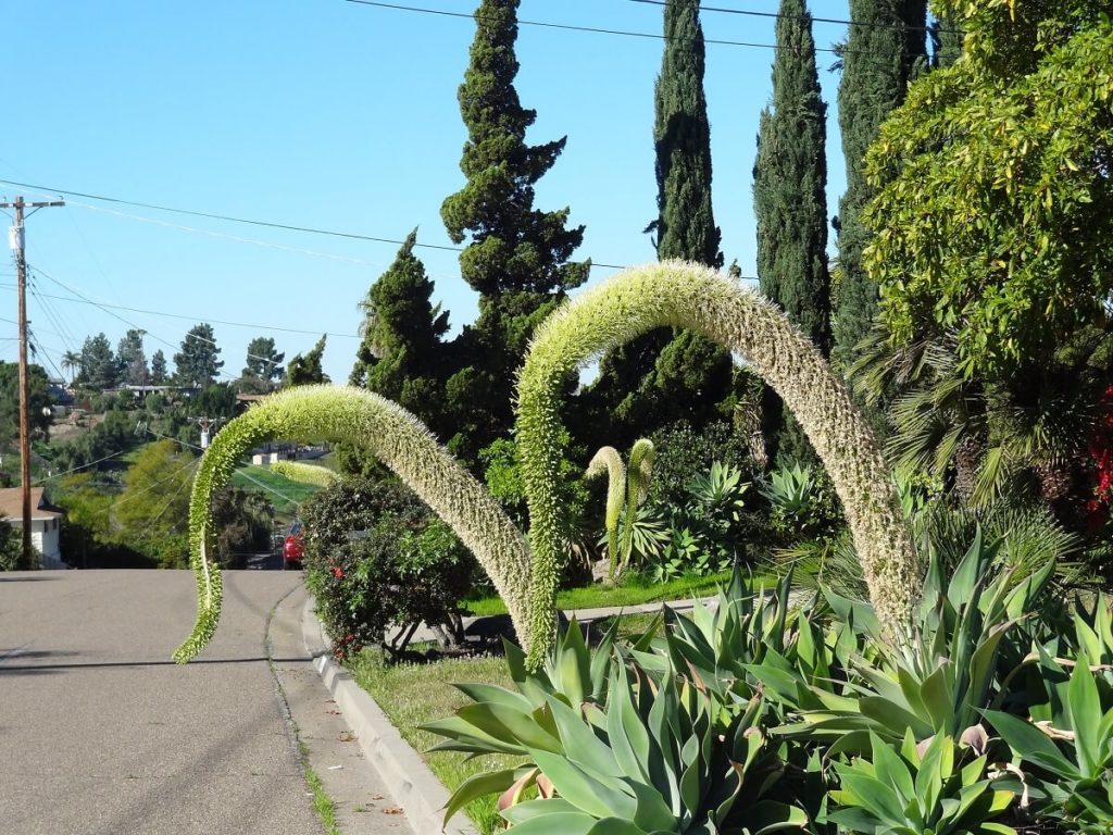 Agave attenuate in bloom is monocarpic