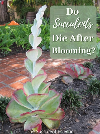 So succulents die after blooming? Monocarpic succulents