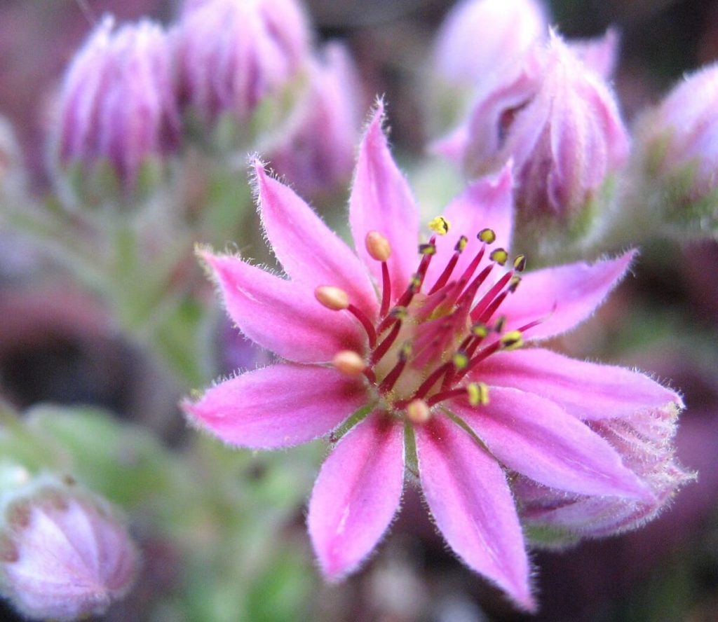 Sempervivum blooms, closeup
