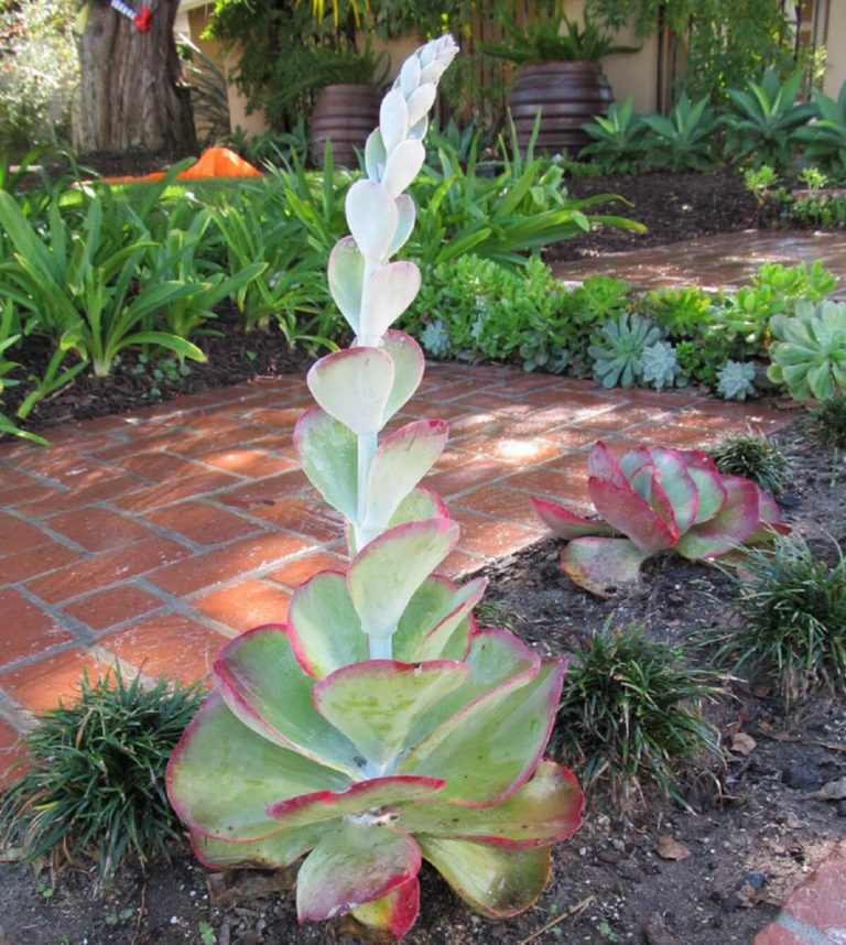 Do Succulents Die After Blooming? Some do. Kinda, Sorta The Succulent