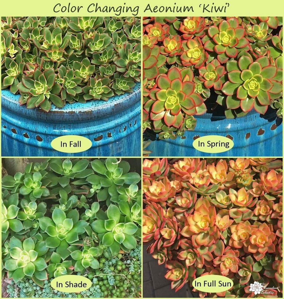 color changes in aeonium kiwi due to stress