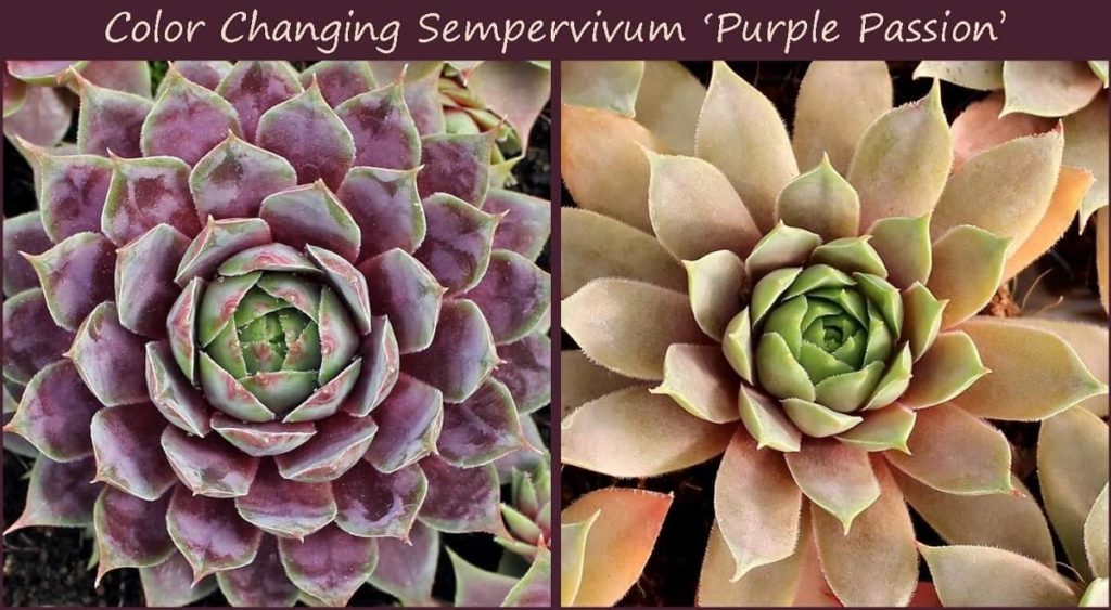 sempervivum purple passion changes color due to stress
