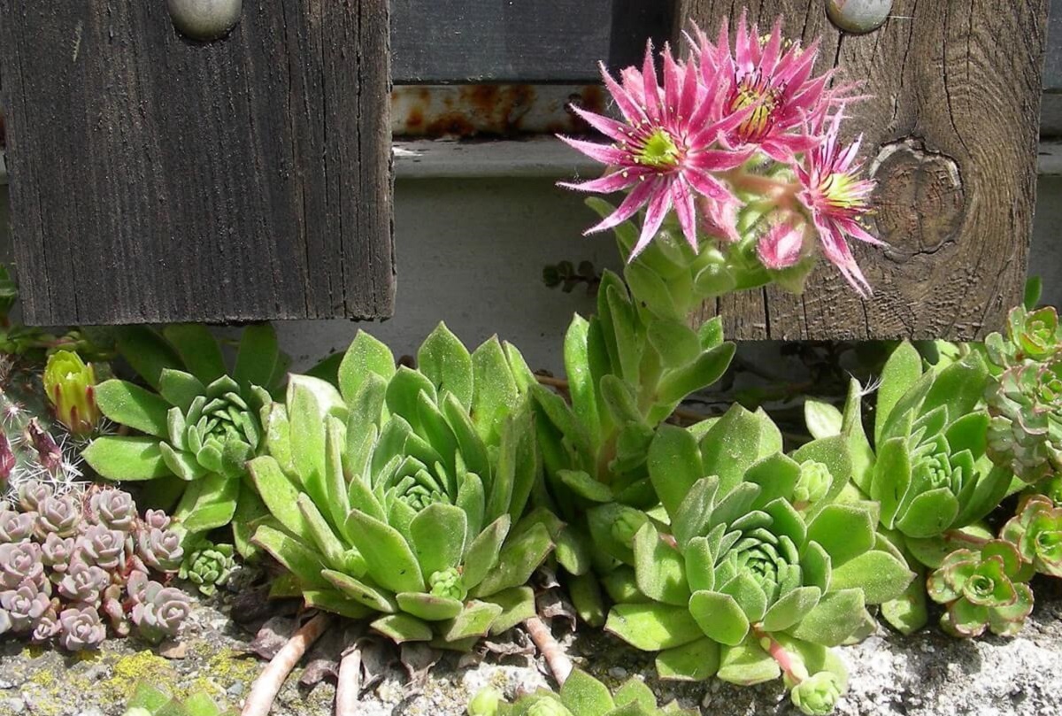 You are currently viewing Do Succulents Die After Blooming? Some do. Kinda, Sorta