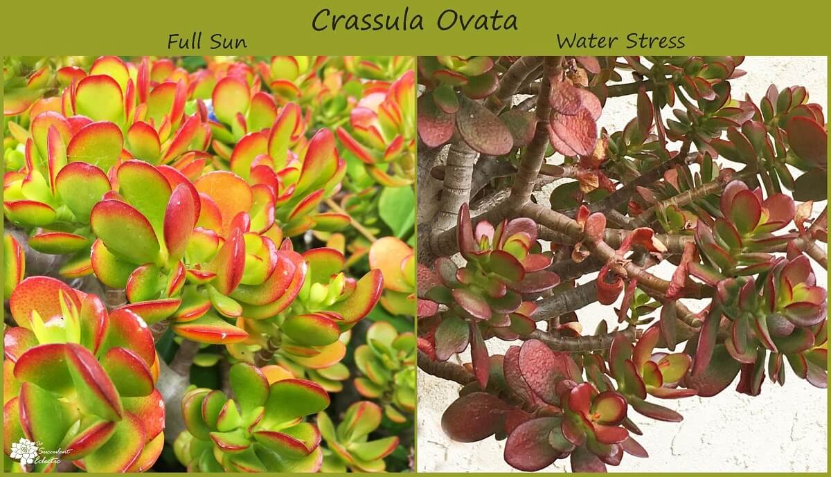 The Secret to Colorful Succulents (You Can Make it Happen!) The