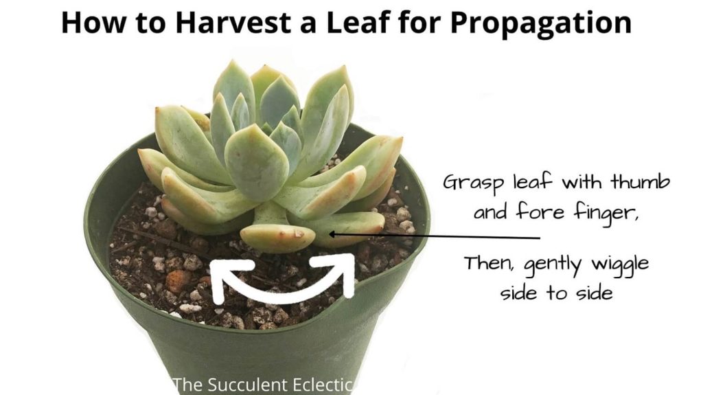 when propagating succulents from leaves, this is how to harvest a leaf