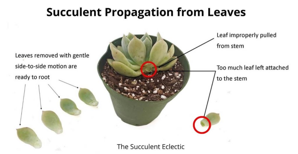 propagating succulents from leaves diagram