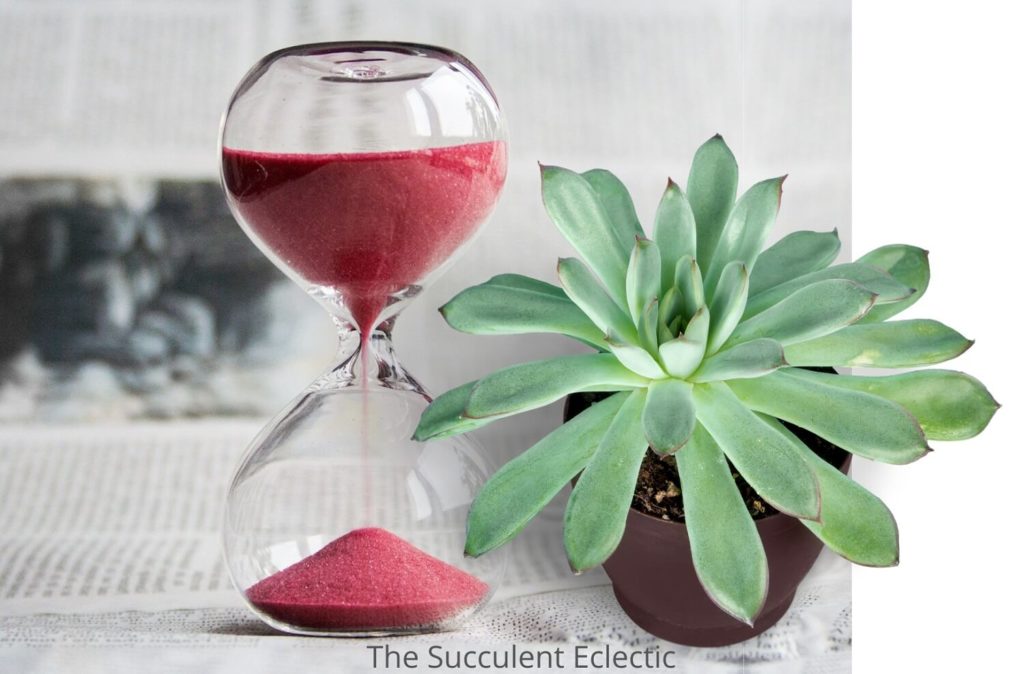 hour glass and echeveria demonstrating time it takes for leaf propagation