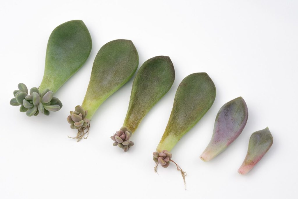 series of succilent leaves in stages of propagation