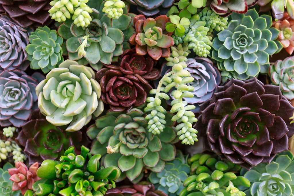 mixed succulents, each a candidate for leaf propagation