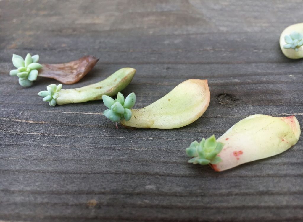 leaves used for succulent propagation