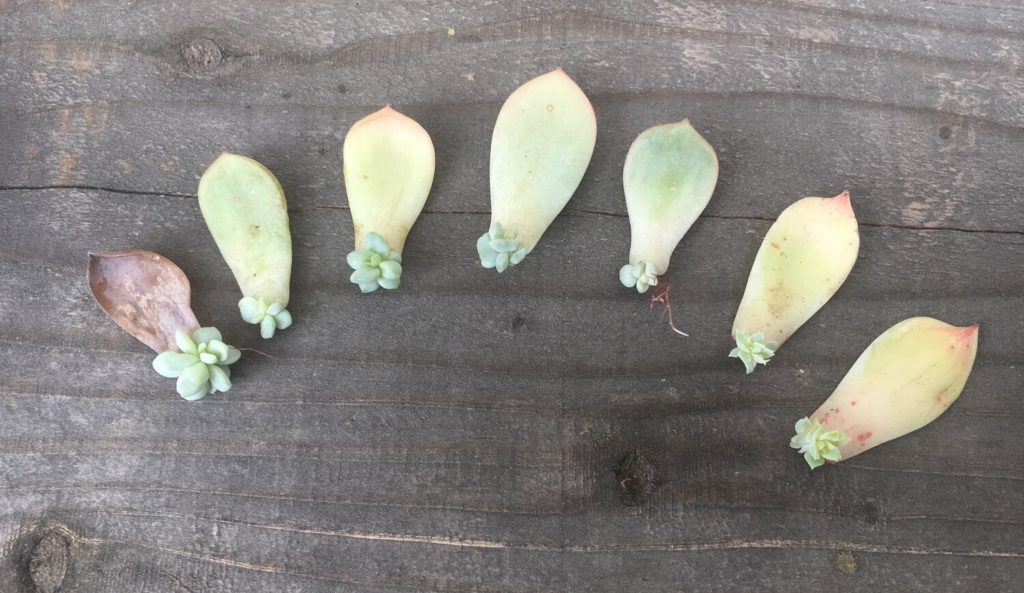 examples of leaf propagation
