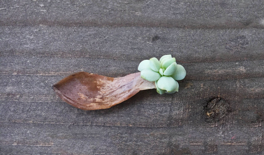when propagating succulents from leaves, the mother leaf withers and dries