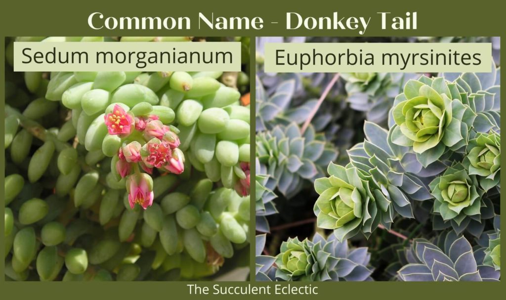 Types of Succulents - with Pictures The Succulent Eclectic