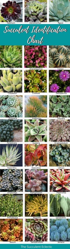 succulent house plants identification