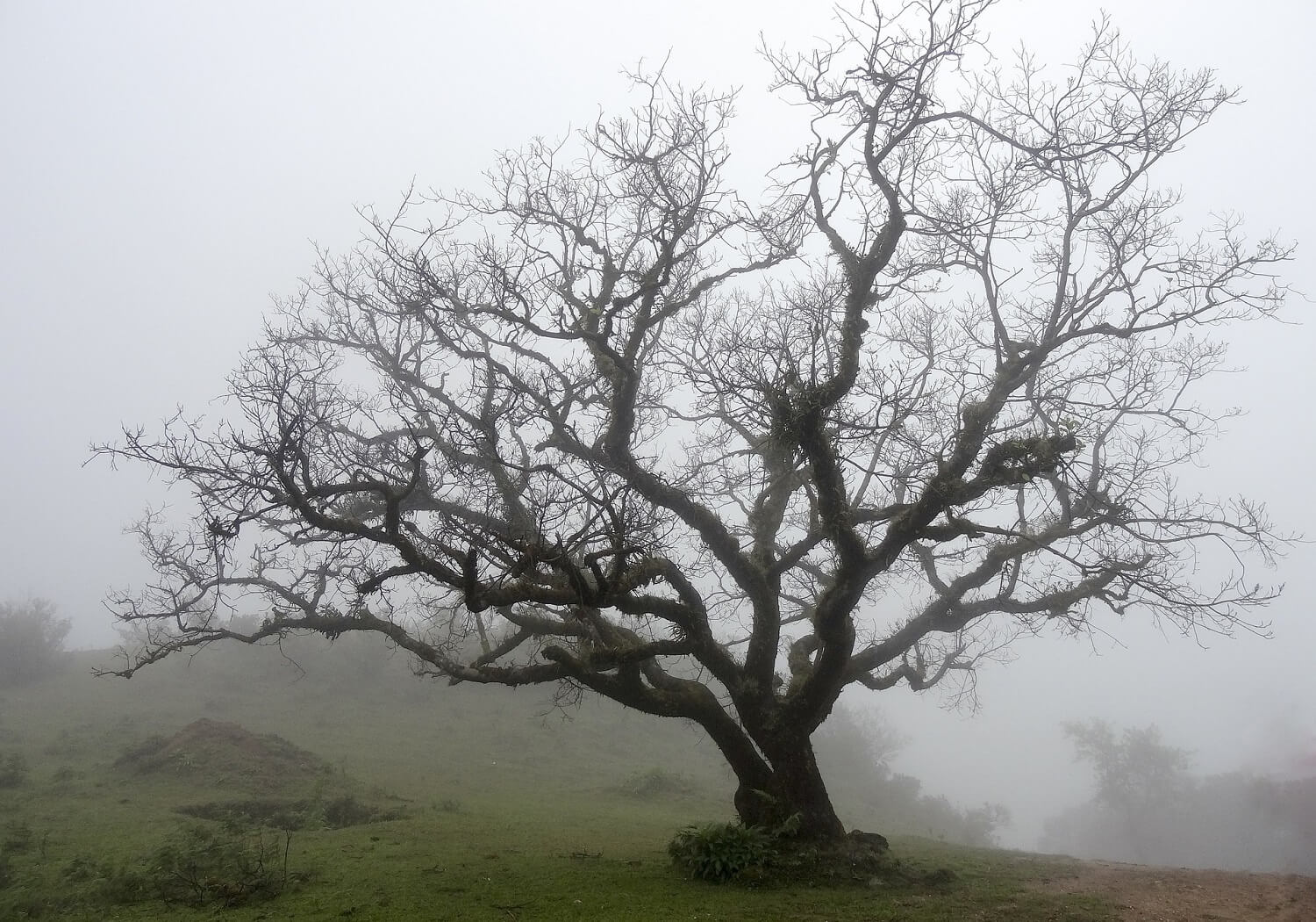 Succulent Dormancy (& What to Do When They Sleep) The Succulent Eclectic