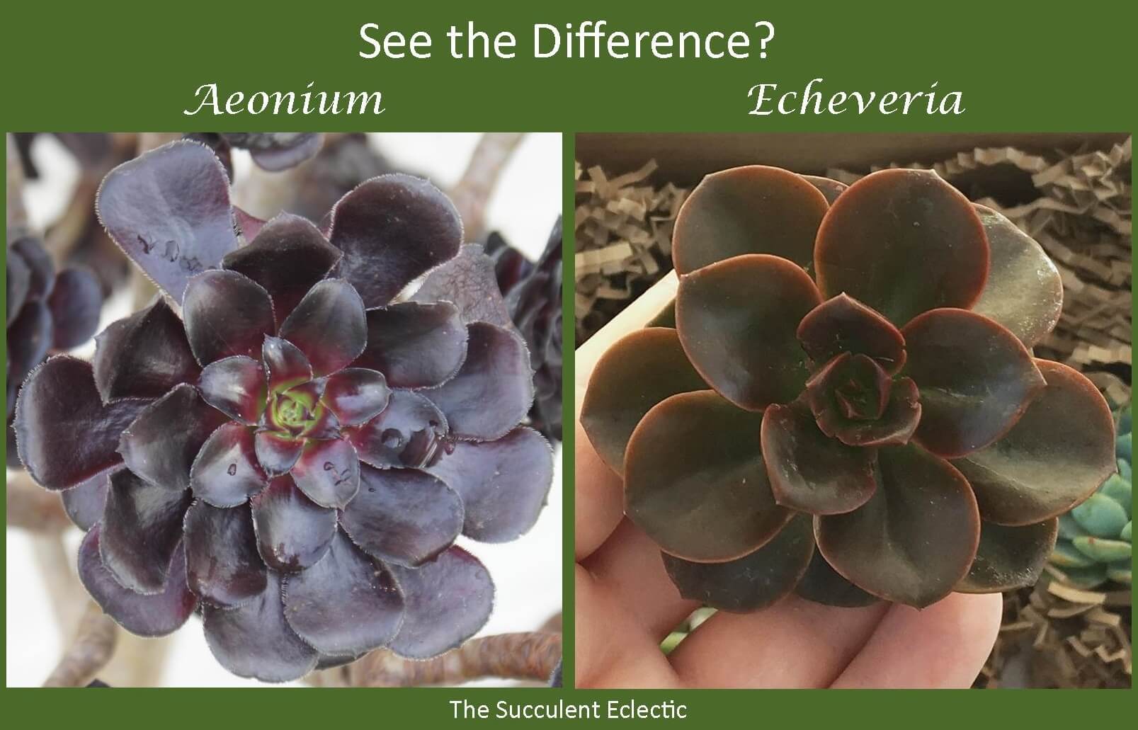 Identifying Types of Succulents - with Pictures | The Succulent Eclectic