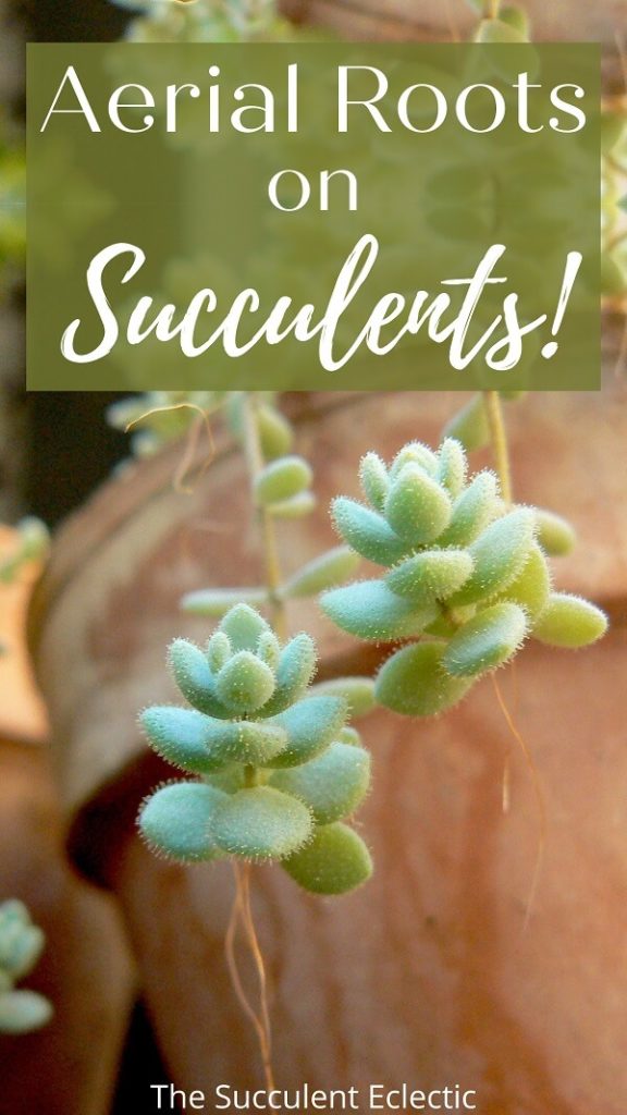 Aerial Roots on Succulents | The Succulent Eclectic