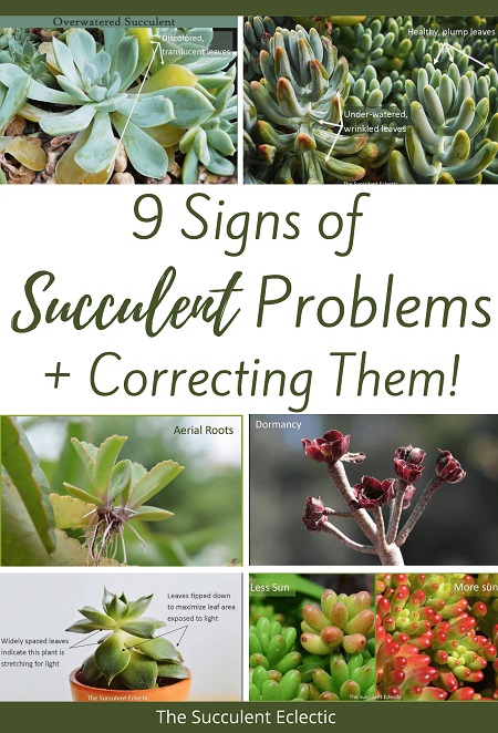 9 signs of succulent problems and how to fix them