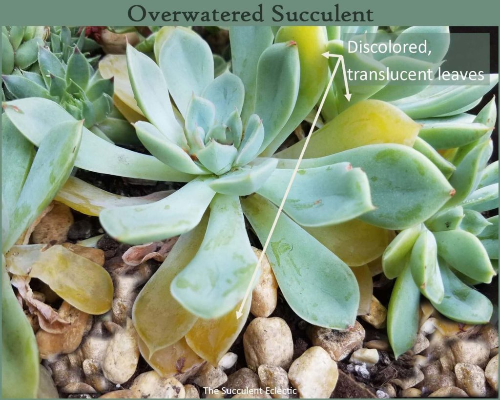 signs of an overwatered succulent