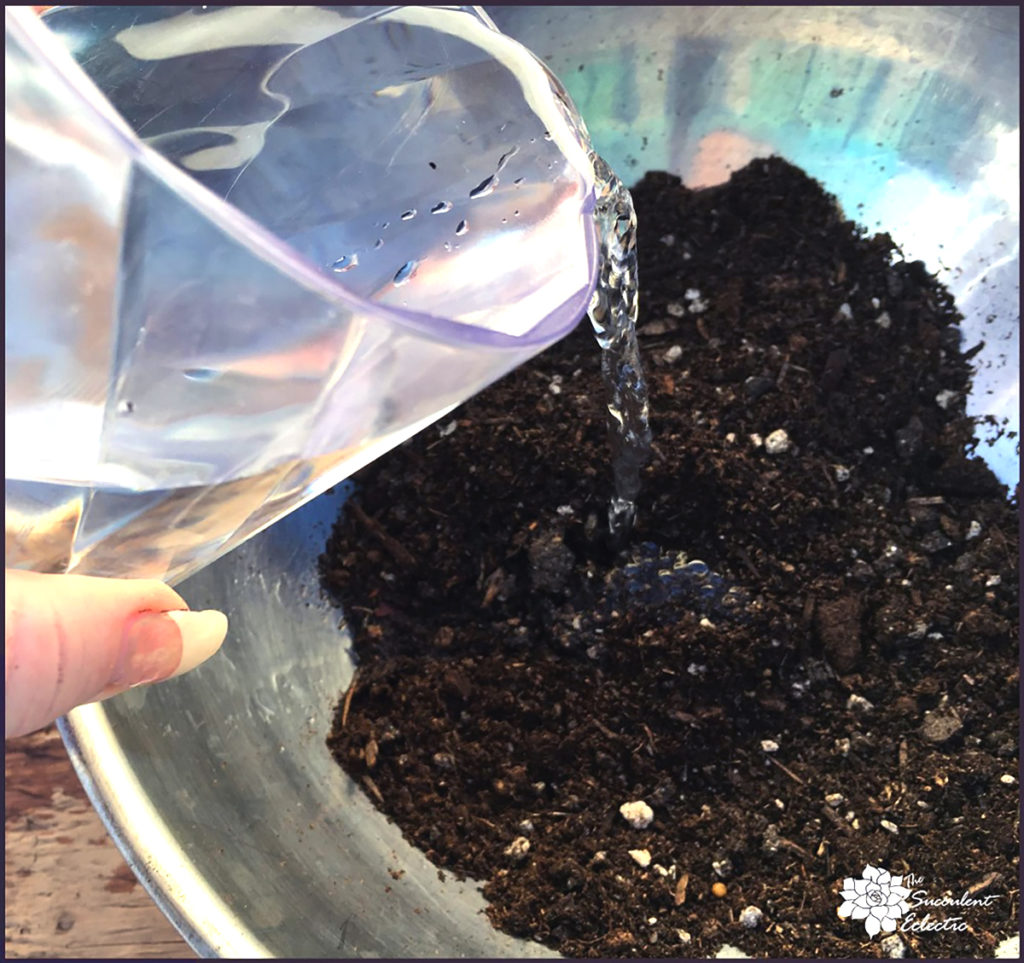 preparing soil for succulent kokedama ball