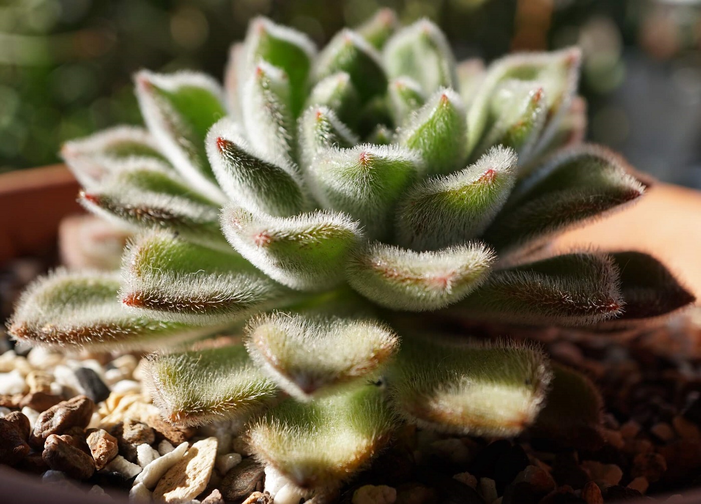 Best 15 Fuzzy Succulents and Their Care | The Succulent Eclectic