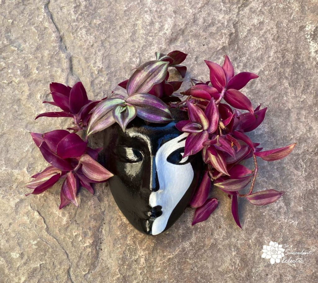 dramatic black and white face planter planted with Tradescantia zebrina