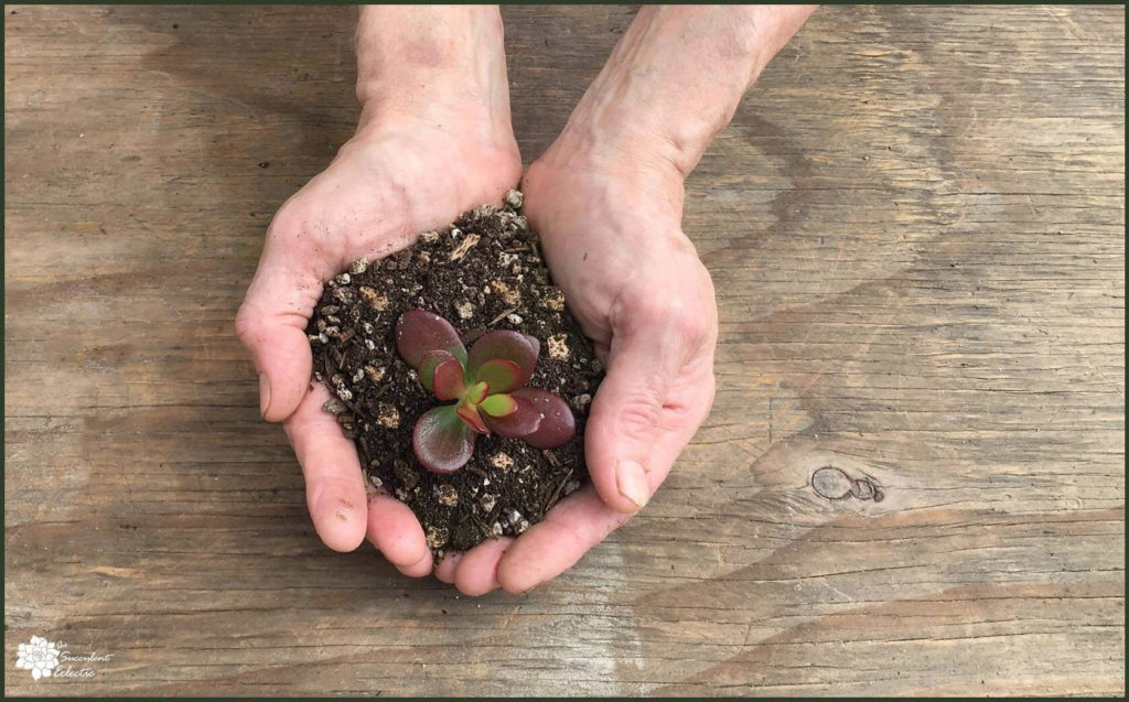 Crassula ovata in diy succulent soil held in man's hands