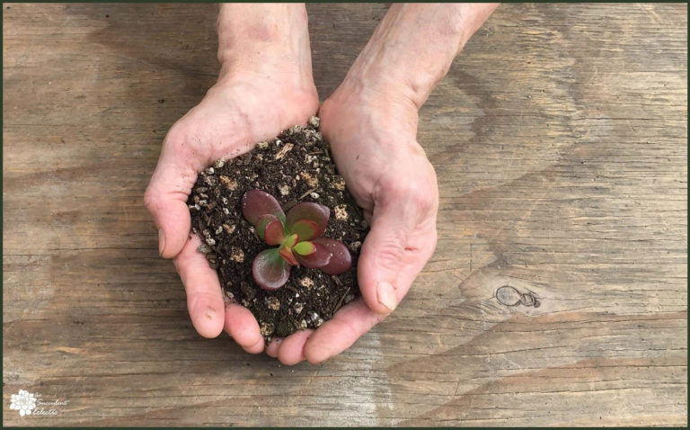 Understanding Succulent Soil for Thriving Plants + DIY Recipe | The ...