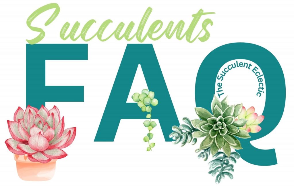 Succulents Frequently Asked Questions