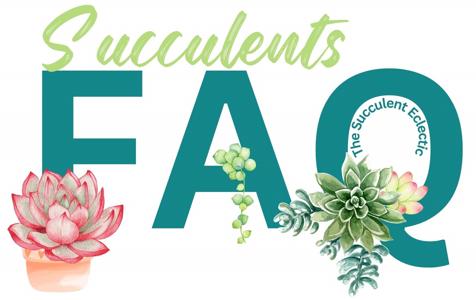 7 Simple Succulent Care Tips for Beginners [Infographic] | The ...