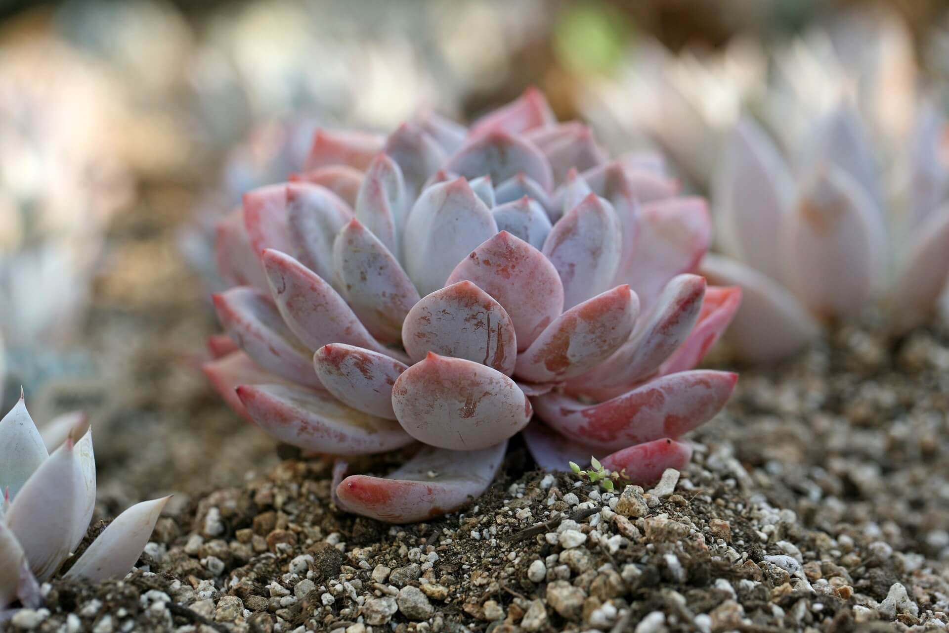 Understanding Succulent Soil for Thriving Plants + DIY Recipe The