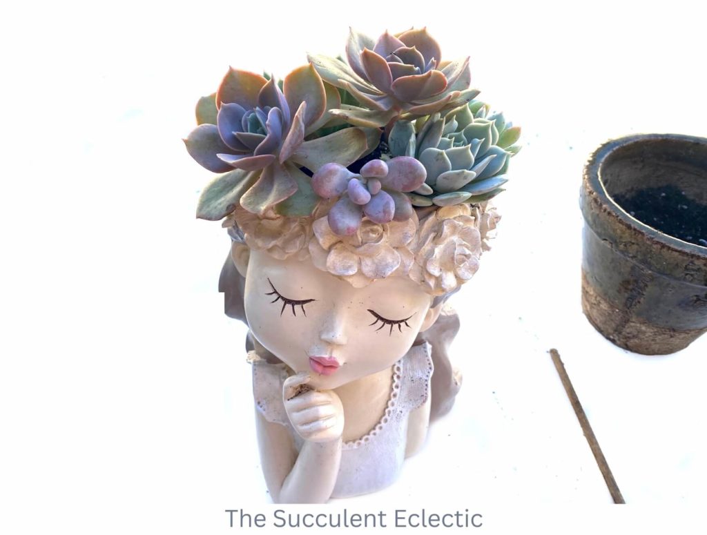 Planting head planter with succulents