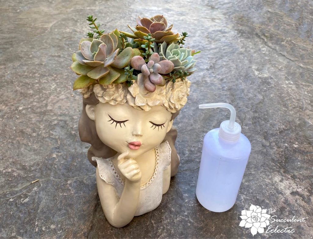 succulent head planter with water bottle for watering