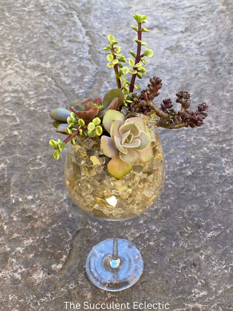 Completed succulent wine glass with fire glass. Echeveria Lola is too pale to show up well against the fire glass