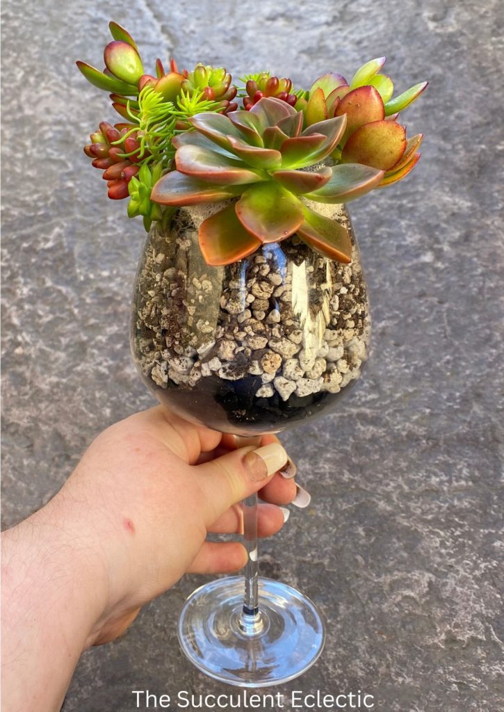 Finished succulents planted in a wine glass seen from the side