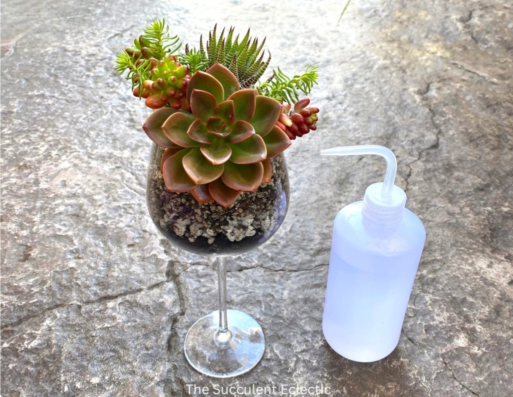 How to water succulent wine glass? With this squeeze bottle of water