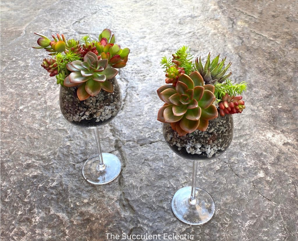 Two completed succulent wine glasses, each planted in soil