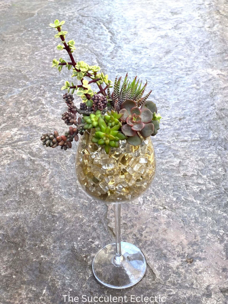 Completed DIY succulent wine glass with fire glass. The arrangement features Echeveria Mina, Sedum furfuraceum, Haworthia zebrina, and Portulacaria afra variegata