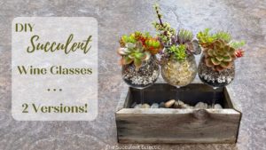 Read more about the article DIY Succulent Wine Glass ~ 2 Versions: Glamorous & Rustic!