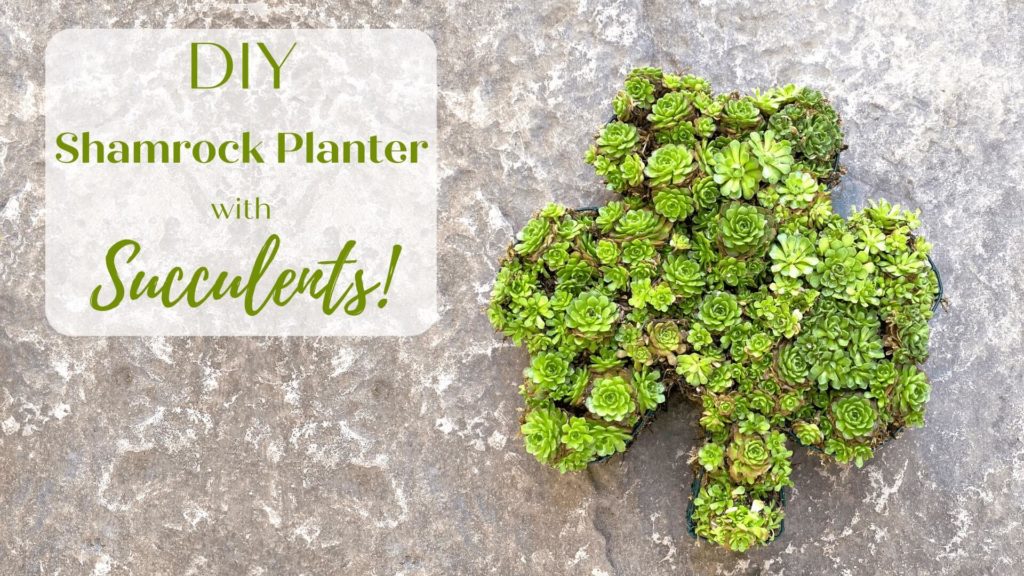 DIY Shamrock planter with succulents