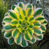 Aeonium Aeonium are pet safe succulents