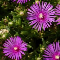 Delosperma Delosperma ice plant is non toxic to pets
