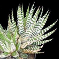 Haworthia Haworthia make great houseplants, safe for pets