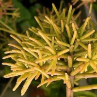 Rhipsalis Rhipsalis succulents