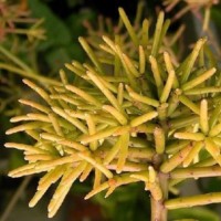 Rhipsalis succulents