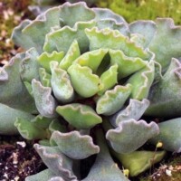 Adromischus Adromischus cristata is a pet safe succulent