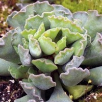 Adromischus cristata is a pet safe succulent
